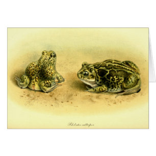  wetenschappelijke illustratie Spadefoot Toad