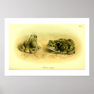  wetenschappelijke illustratie Spadefoot Toad Poster