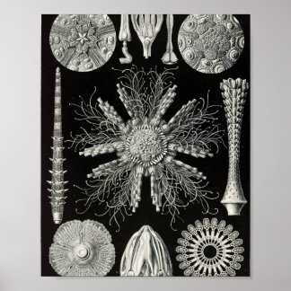 Wetenschappelijke illustratie van antieke zee-egel poster