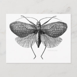 wetenschappelijke illustratie van de mot briefkaart