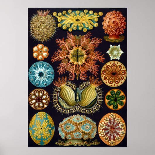  wetenschappelijke illustratie van Ernst Haeckel Poster (Voorkant)