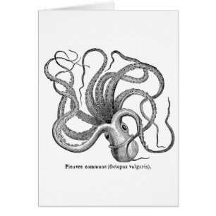 wetenschappelijke illustratie van octopus