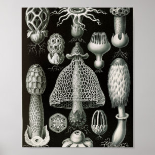 Wetenschappelijke illustratie van oude stinkzwamme poster