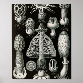 Wetenschappelijke illustratie van oude stinkzwamme poster