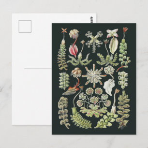 Wetenschappelijke Natuur Kunst Ernst Haeckel Lever Briefkaart