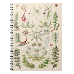 Wetenschappelijke Natuur Kunst Ernst Haeckel Lever Notitieboek