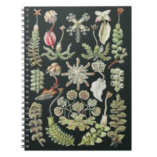 Wetenschappelijke Natuur Kunst Ernst Haeckel Lever Notitieboek
