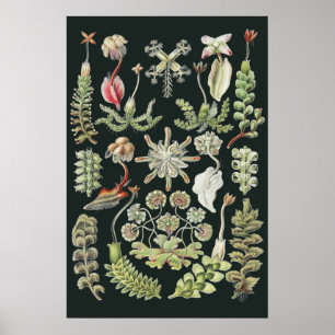 Wetenschappelijke Natuur Kunst Ernst Haeckel Lever Poster
