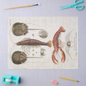 wetenschappelijke ontkoppeling van schaaldieren tissuepapier (Craft)