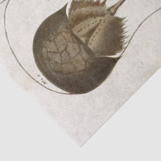 wetenschappelijke ontkoppeling van schaaldieren tissuepapier (Detail)