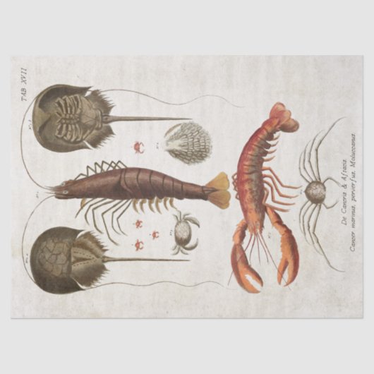 wetenschappelijke ontkoppeling van schaaldieren tissuepapier (Voorkant)