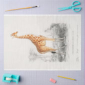  Wetenschappelijke Tekening Giraffe Decoupage Tissuepapier (Craft)