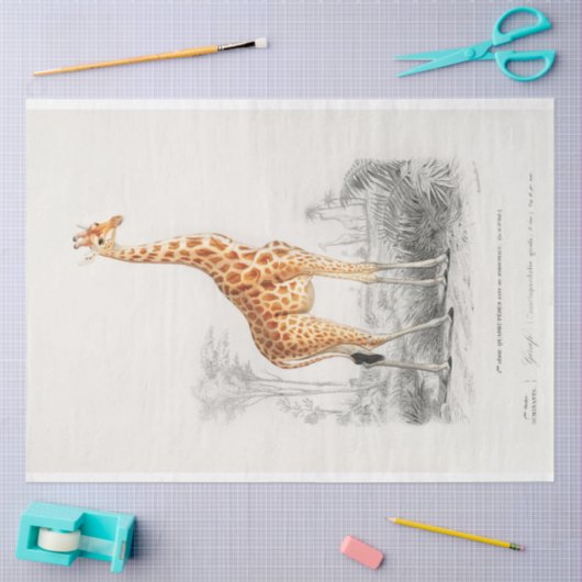  Wetenschappelijke Tekening Giraffe Decoupage Tissuepapier (Craft)