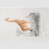  Wetenschappelijke Tekening Giraffe Decoupage Tissuepapier (Voorkant)
