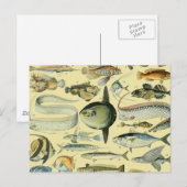  wetenschappelijke Vissende kunst Briefkaart (Voorkant / Achterkant)