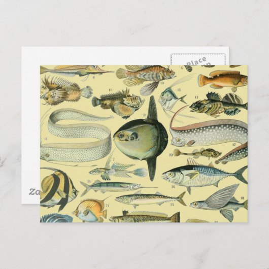  wetenschappelijke Vissende kunst Briefkaart (Voorkant / Achterkant)