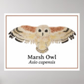 Wetenschappelijke Vogel Waterverf Marsh Uil Poster (Voorkant)