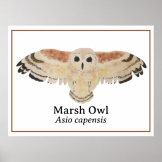 Wetenschappelijke Vogel Waterverf Marsh Uil Poster