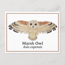 Wetenschappelijke Waterverf Marsh Owl