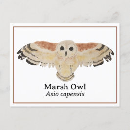 Wetenschappelijke Waterverf Marsh Owl Briefkaart