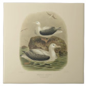  wetenschappen NZ-vogels - zwervende albatrossen Tegeltje (Voorkant)