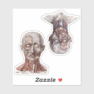 wetenschappers op het gebied van de menselijke an sticker