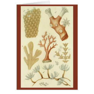 Wetenschapsleerboek Biologie, Antieke Koraaldieren