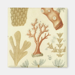 Wetenschapsleerboek Biologie, Antieke Koraaldieren Magneet