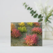 Wetland Briefkaart (Staand voorkant)