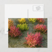 Wetland Briefkaart (Voorkant / Achterkant)