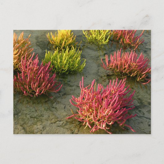 Wetland Briefkaart (Voorkant)