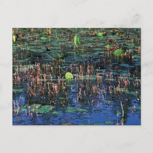 Wetland-planten in Okefenokee National Wildlife Re Briefkaart (Voorkant)