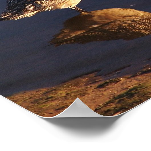 Wetlands Godmet Bird zal je laten afdrukken Poster (Hoek)