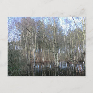 Wetlands in het bos Delamere Briefkaart