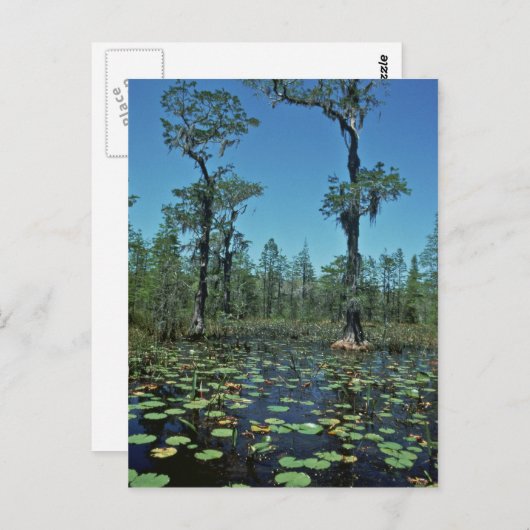 Wetlands, Nationaal wildreservaat Okefenokee Briefkaart (Voorkant / Achterkant)