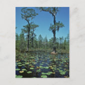 Wetlands, Nationaal wildreservaat Okefenokee Briefkaart (Voorkant)