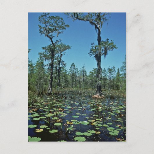 Wetlands, Nationaal wildreservaat Okefenokee Briefkaart (Voorkant)