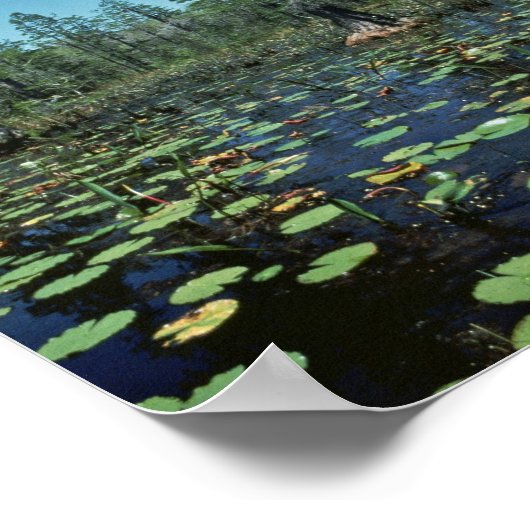 Wetlands, Nationaal wildreservaat Okefenokee Poster (Hoek)