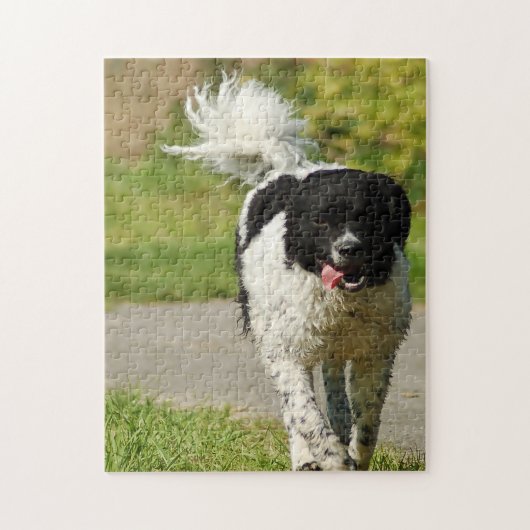 Wetterhoun hond legpuzzels. legpuzzel (Verticaal)