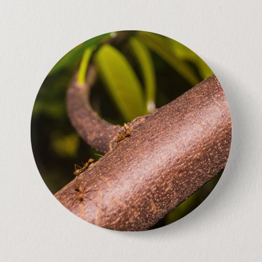 Wever-antilopen op een hout ronde button 7,6 cm (Voorkant)