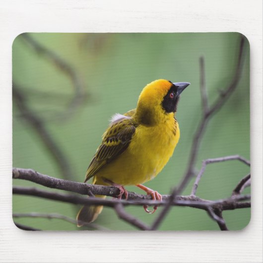 Wever, vogel, gele vogel muismat (Voorkant)