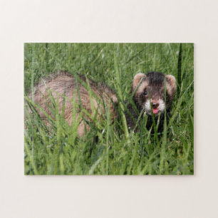 Wezel Tuinpuzzel - Sable Ferret Legpuzzel