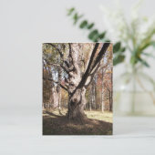 Wezelboom Briefkaart (Staand voorkant)