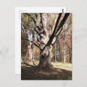 Wezelboom Briefkaart (Voorkant / Achterkant)