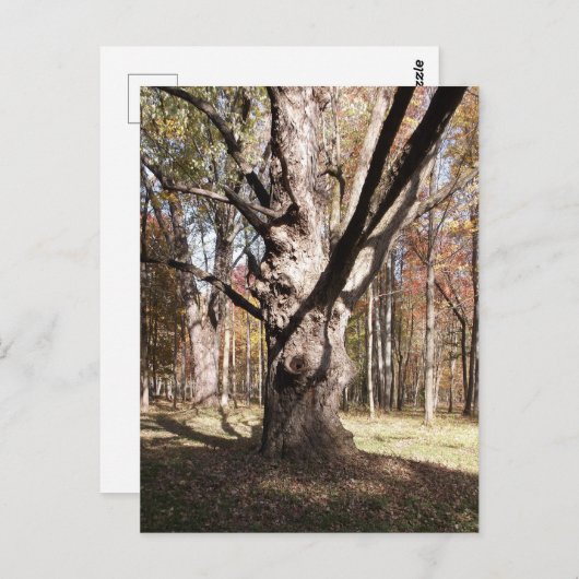 Wezelboom Briefkaart (Voorkant / Achterkant)