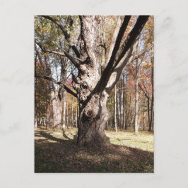 Wezelboom Briefkaart