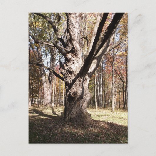 Wezelboom Briefkaart (Voorkant)