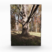 Wezelboom Fotoblokken (Voorkant)