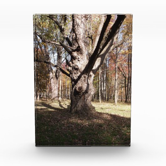 Wezelboom Fotoblokken (Voorkant)