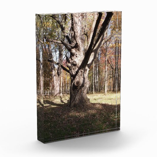 Wezelboom Fotoblokken (Links)